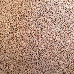 100 г рижій посівний насіння сушене - свіжий урожай