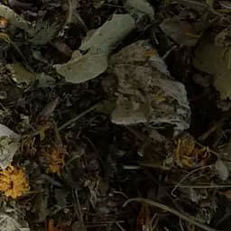 Сбор травяной грудной при ангине, бронхите, пневмонии ,простуде, 100 г, (Свое производство)