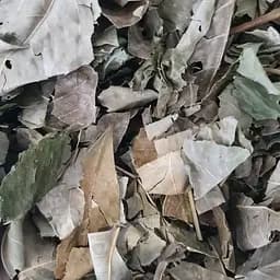 100 г ясень лист сушеный