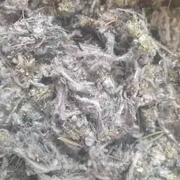 100 г сухоцвет болотный/сушеница трава сушеная - свежий урожай