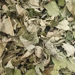 100 г ліщина звичайна листя сушені - свіжий урожай