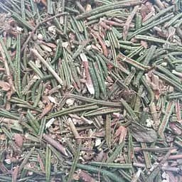 100 г багульник болотный побеги сушеные - свежий урожай