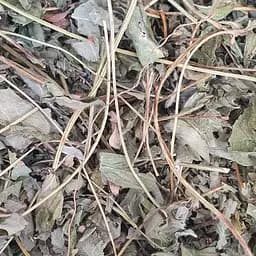 Перстач білий/лапчатка біла трава сушена - свіжий урожай 100 г 