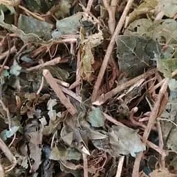 100 г плющ обыкновенный трава сушеная - свежий урожай