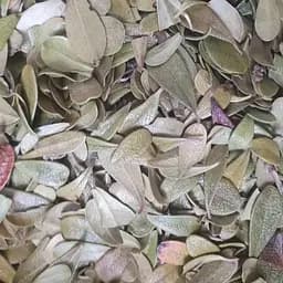 100 г толокнянка/мучница лист сушеный - свежий урожай