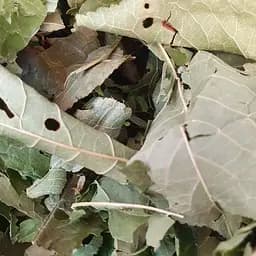 100 г вишня лист сушеный - свежий урожай