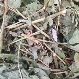 100 г костяниця звичайна листя/трава сушене - свіжий урожай