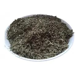 Спориш Трава Шпориш Куряча трава Конотоп Моріжок Polygonum aviculare - мініатюра 1