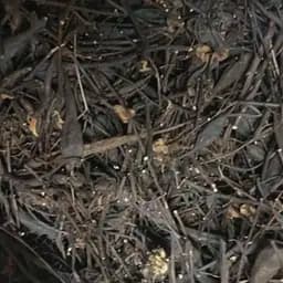 Сбор травяной при геморрое, 100 г, (Свое производство)