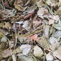 100г чорниця лист сушений - свіжий урожай