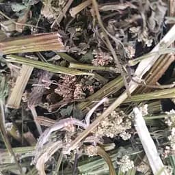 100 г бедренец камнеломковый трава сушеная - свежий урожай