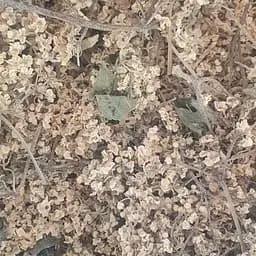 100 г бузина цвет сушеный - свежий урожай