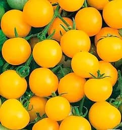 Насіння Весна на вагу Томат Голд Раш ціна за 1 г (178485)