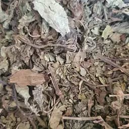 100 г ортосифон/почечный чай трава сушеная - свежий урожай