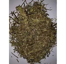 Гісоп Трава Hyssopus officinalis - мініатюра 1
