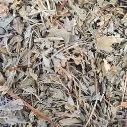 100 г пастернак трава сушена - свіжий урожай