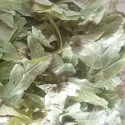 100 г граб обыкновенный цвет сушеный  - свежий урожай