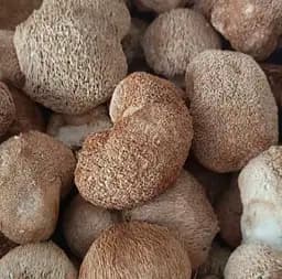 100 г ежовик гребенчатый гриб сушеный - свежий урожай