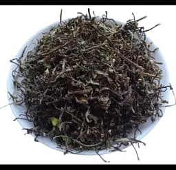 Портулак городній Трава Portulaca oleracea - мініатюра 1