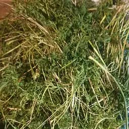 100 г морковь ботва - свежий урожай