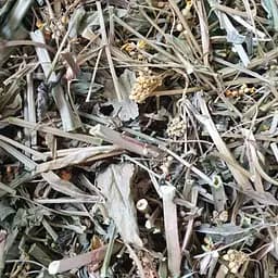 100 г желтушник левкоидный трава сушеная - свежий урожай