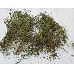 Вероніка лікарська Трава Veronica officinalis - мініатюра 1
