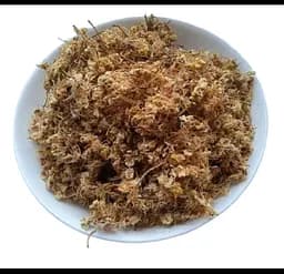 Каштан кінський Квіти Гіркокаштан Горіх кінський Жолузник Aesculus hippocastanum