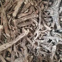 100 г стальник пашинный полевой корень - свежий урожай