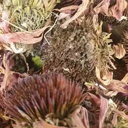 100 г ехінацея пурпурна цвіт сушений - свіжий урожай