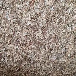 100 г кріп насіння сушене - свіжий урожай