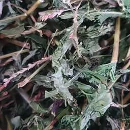 100 г водяной перец/горец перечный трава сушеная - свежий урожай