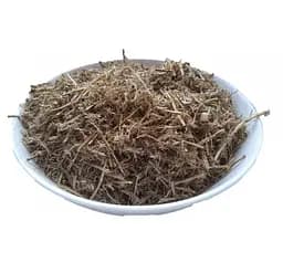 Пирій Корінь Перійка Elymus repens
