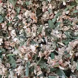 100 г ирга круглолистная цвет сушеный - свежий урожай