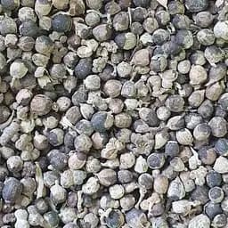 100 г витекс/прутняк священный семена - свежий урожай