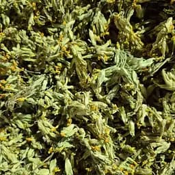 100 г первоцвет весенний цвет сушеный, свежий урожай