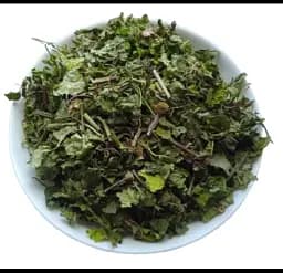 Розхідник звичайний Трава Будра Собача мята Glechoma hederacea