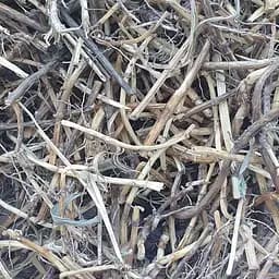 100 г пирій повзучий коріння сушене - свіжий урожай