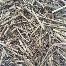 100 г підмаренник чіпкий/льоновий трава сушена - свіжий урожай