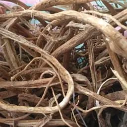 100 г астрагал шерстистоквітковий корінь сушений - свіжий урожай