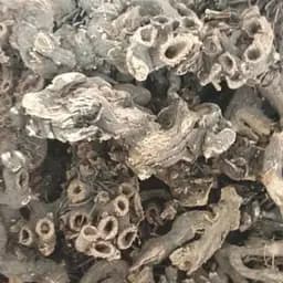 100 г клопогон/цимицифуга корень сушеный - свежий урожай