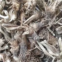 100 г подорожник корень сушеный - свежий урожай