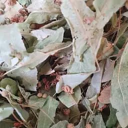 100 г липа цвіт сушений - свіжий урожай