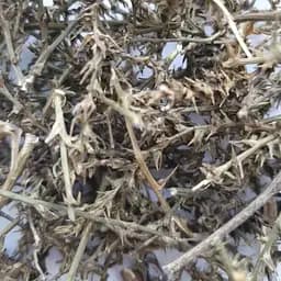 100 г солянка холмова/курай трава сушена - свіжий урожай