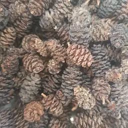 100 г вільха чорна шишки сушені - свіжий урожай