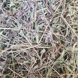 100 г чабрець/тим'ян повзучий трава сушена - свіжий урожай