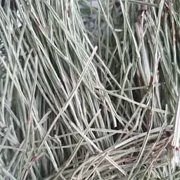 100 г хвощ польова трава сушена - свіжий урожай