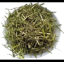 Буркун білий Трава Донник Melilotus albus - мініатюра 1