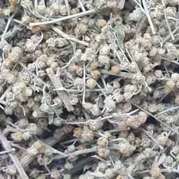 100 г полынь горькая трава сушеная - свежий урожай