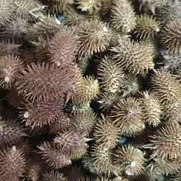 100 г дурнишник шишки сушеные - свежий урожай