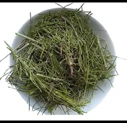 Хвощ польовий Трава Equisetum arvense - мініатюра 1